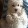 Golfo